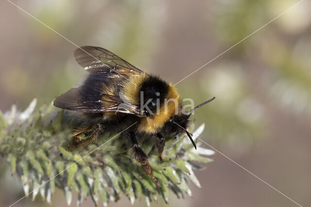 Veenhommel (Bombus jonellus)