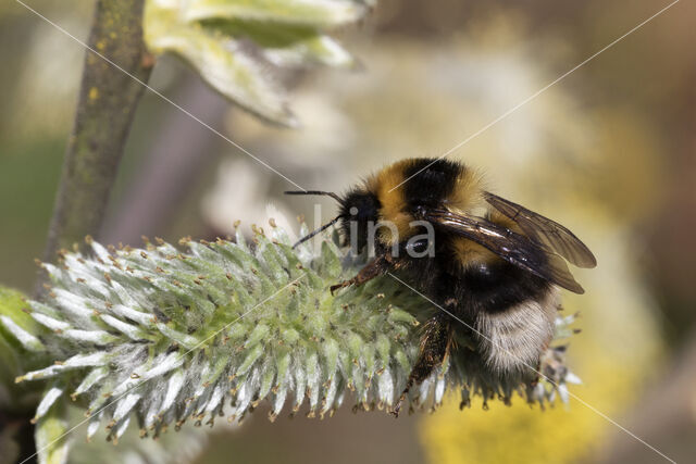 Veenhommel (Bombus jonellus)