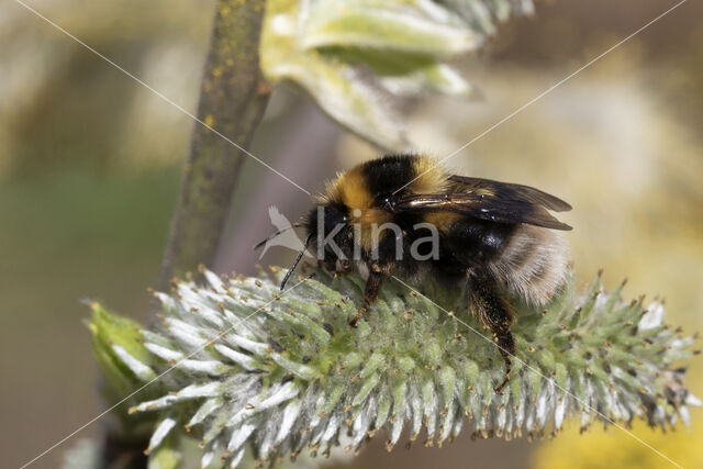 heath bumblebee (Bombus jonellus)