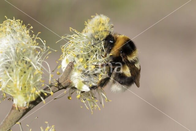 heath bumblebee (Bombus jonellus)