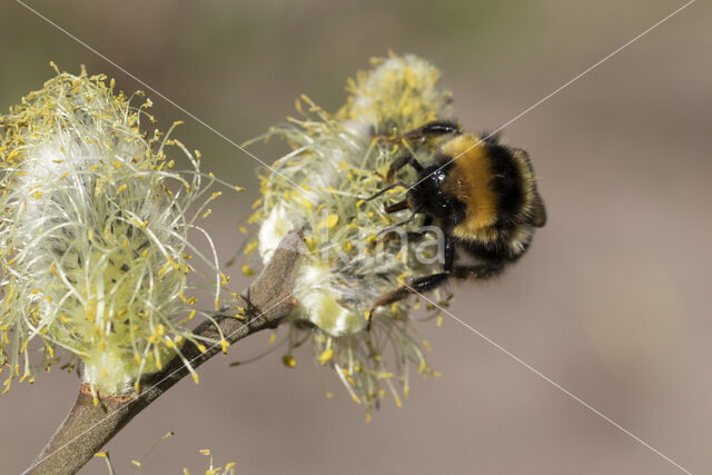 heath bumblebee (Bombus jonellus)