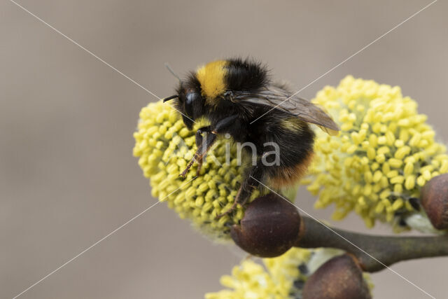 Early bumblebee (Bombus pratorum)