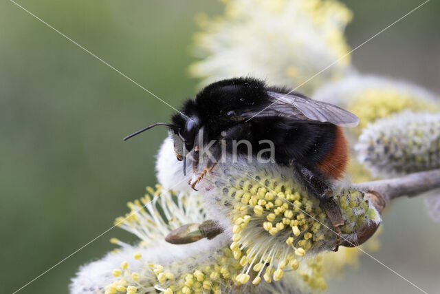 Steenhommel (Bombus lapidarius)