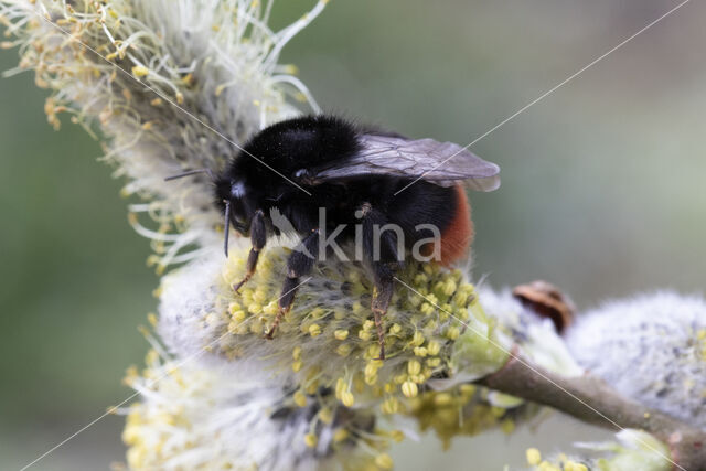 Red-tailed bumblebee (Bombus lapidarius)