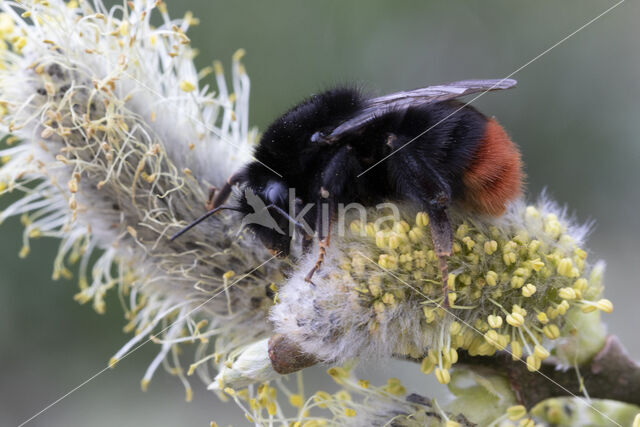 Steenhommel (Bombus lapidarius)