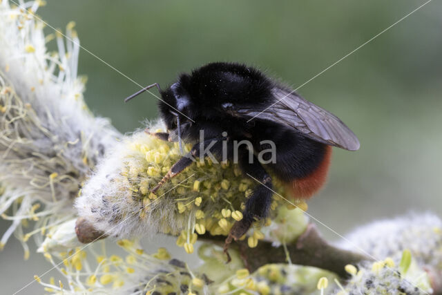 Steenhommel (Bombus lapidarius)