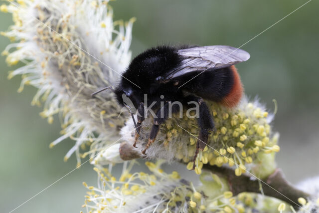 Steenhommel (Bombus lapidarius)