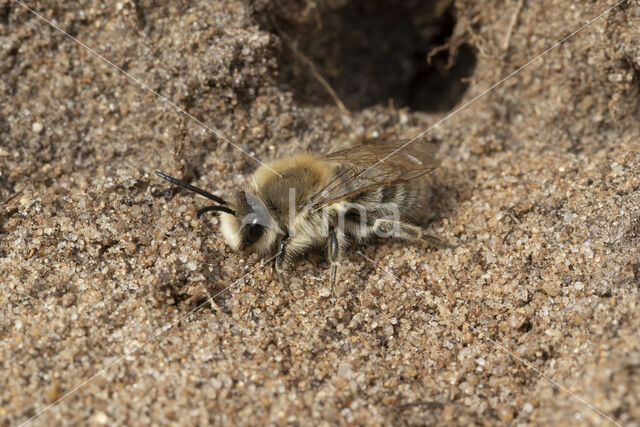 Grote zijdebij (Colletes cunicularius)