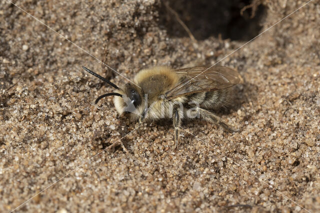 Grote zijdebij (Colletes cunicularius)