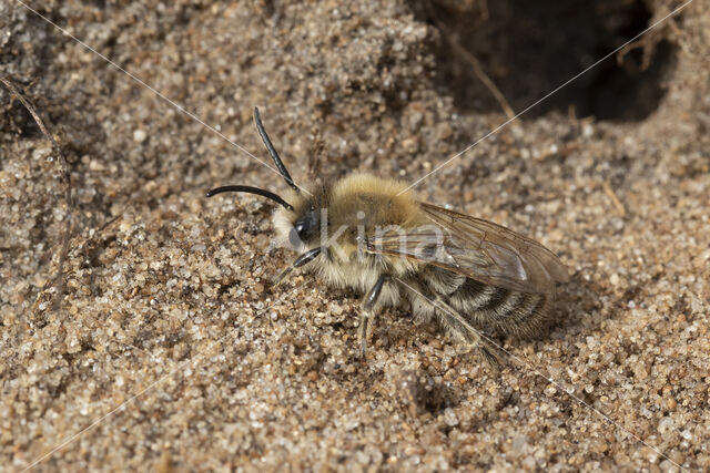 The Vernal Colletes (Colletes cunicularius)