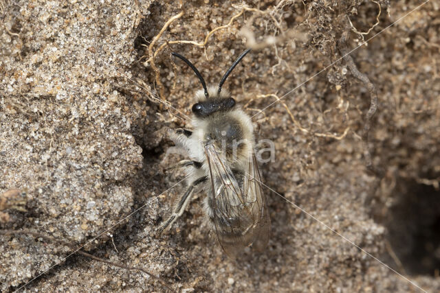 The Vernal Colletes (Colletes cunicularius)