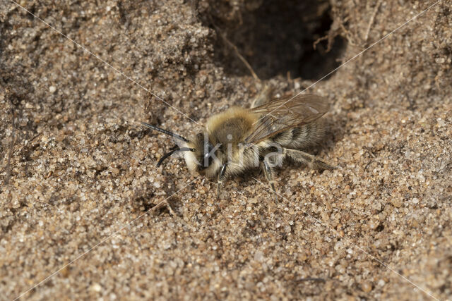 Grote zijdebij (Colletes cunicularius)