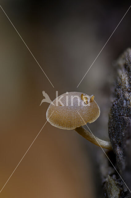 Simocybe centunculus