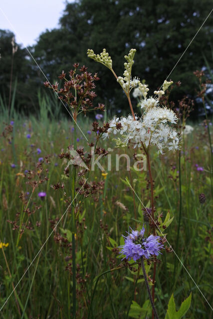 Gewone veldbies (Luzula campestris)