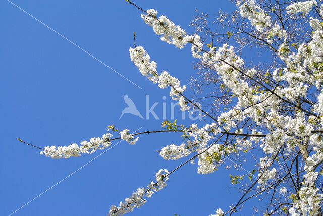 Sleedoorn (Prunus spinosa)