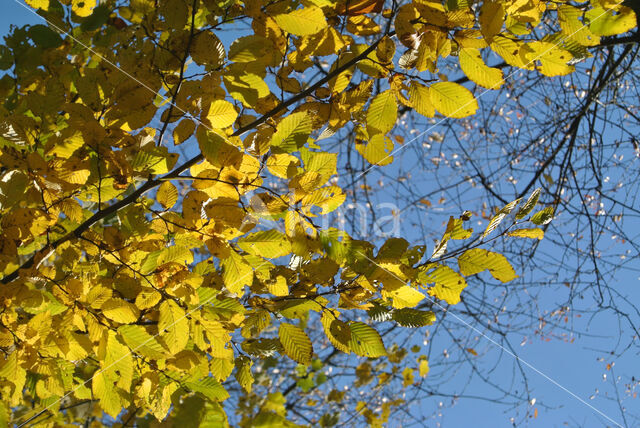 Haagbeuk (Carpinus betulus)