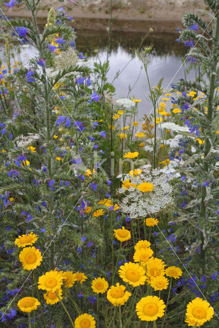 Gele ganzenbloem (Chrysanthemum segetum)