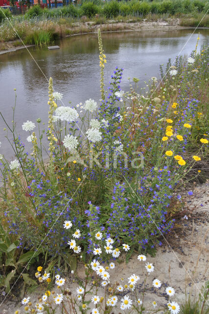 Corn Marigold (Chrysanthemum segetum)