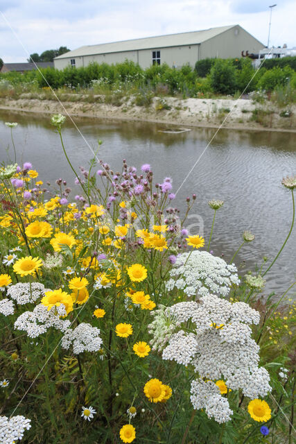 Gele ganzenbloem (Chrysanthemum segetum)