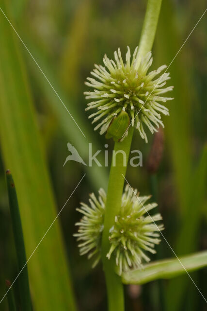 Kleine egelskop (Sparganium emersum)