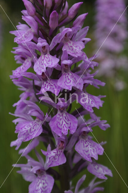 Gevlekte orchis (Dactylorhiza maculata)