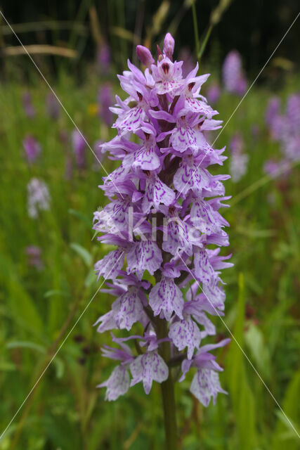 Gevlekte orchis (Dactylorhiza maculata)