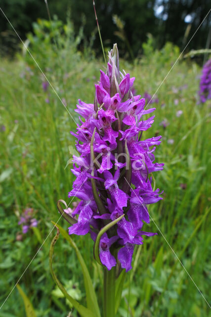 Gevlekte orchis (Dactylorhiza maculata)