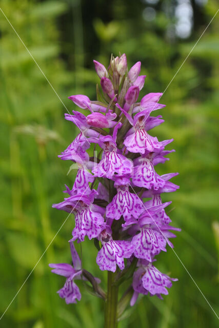 Gevlekte orchis (Dactylorhiza maculata)