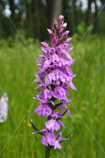 Gevlekte orchis (Dactylorhiza maculata)