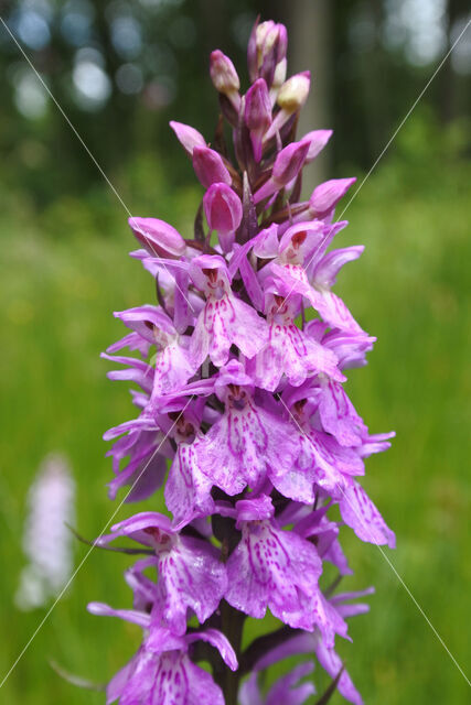 Gevlekte orchis (Dactylorhiza maculata)