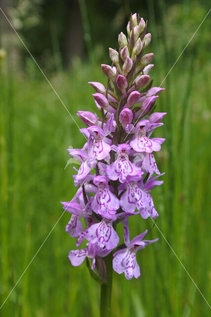 Gevlekte orchis (Dactylorhiza maculata)