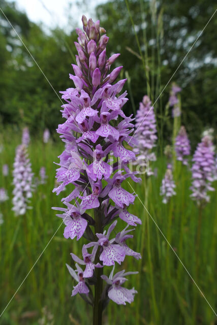 Gevlekte orchis (Dactylorhiza maculata)