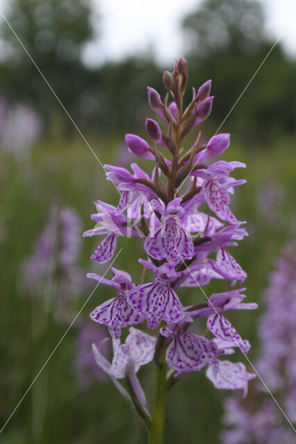 Gevlekte orchis (Dactylorhiza maculata)