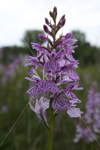 Spotted orchid (Dactylorhiza maculata)