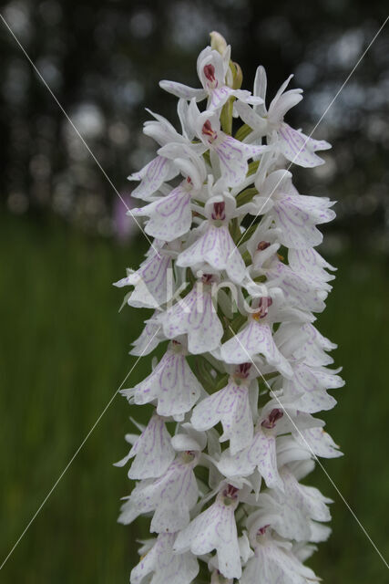 Gevlekte orchis (Dactylorhiza maculata)