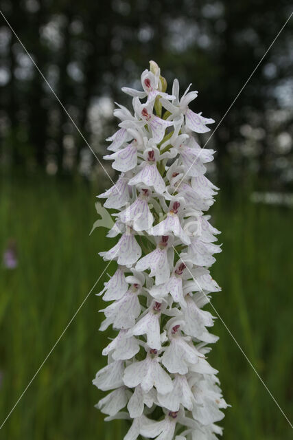 Gevlekte orchis (Dactylorhiza maculata)