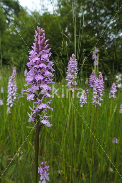 Spotted orchid (Dactylorhiza maculata)