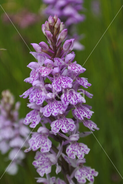 Gevlekte orchis (Dactylorhiza maculata)