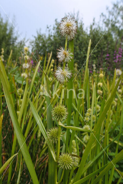 Kleine egelskop (Sparganium emersum)