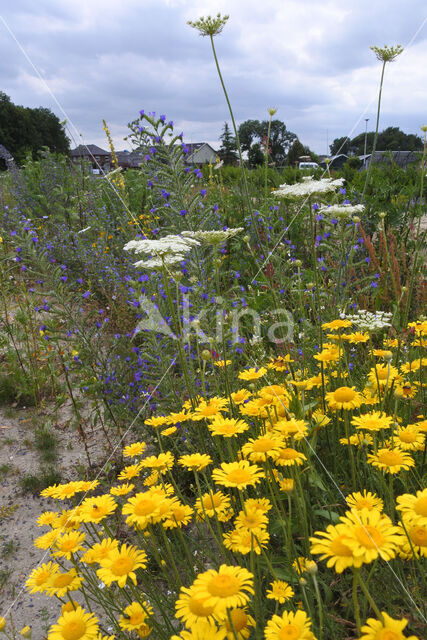 Akkerdistel (Cirsium arvense)