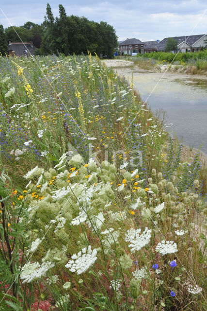 Akkerdistel (Cirsium arvense)