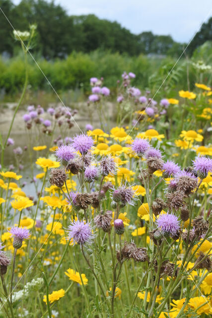 Creeping Thistle (Cirsium arvense)