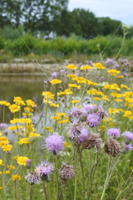 Creeping Thistle (Cirsium arvense)