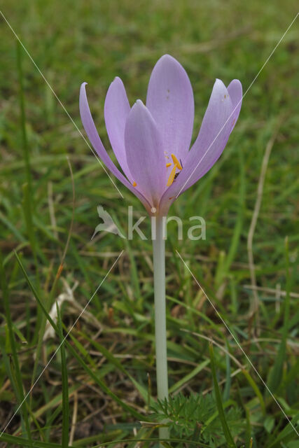 Wilde herfsttijloos (Colchicum autumnale)