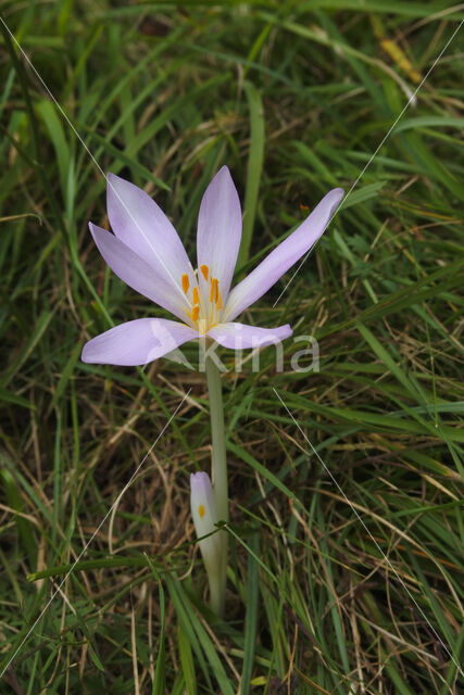 Meadow Saffron (Colchicum autumnale)