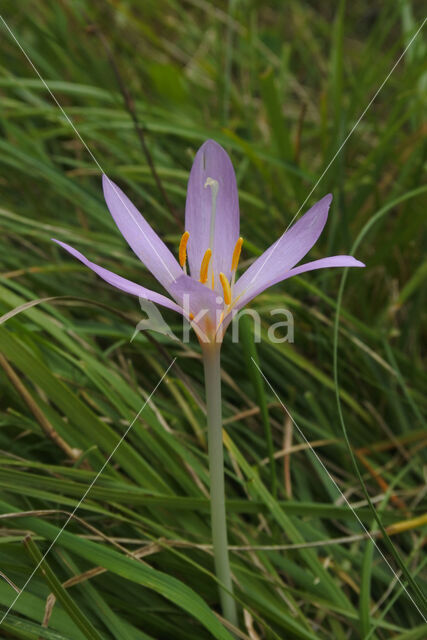 Meadow Saffron (Colchicum autumnale)