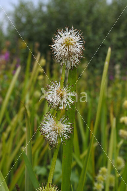 Kleine egelskop (Sparganium emersum)