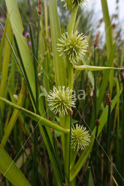 Kleine egelskop (Sparganium emersum)