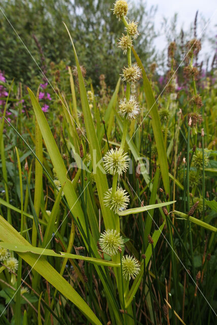 Kleine egelskop (Sparganium emersum)