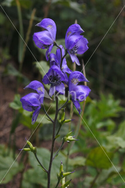 Blauwe monnikskap (Aconitum napellus)